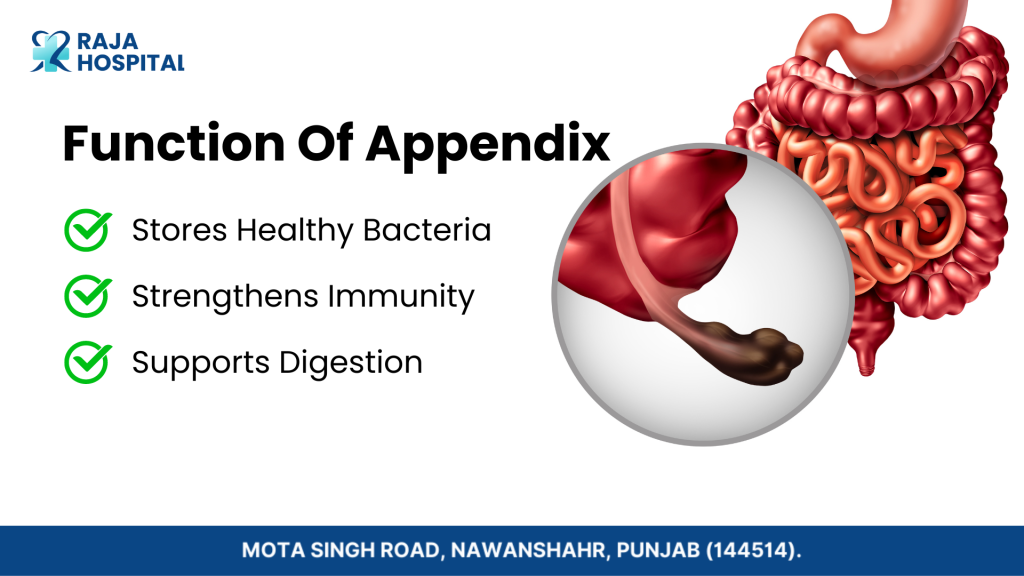 Function Of Appendix Raja Hospital 2