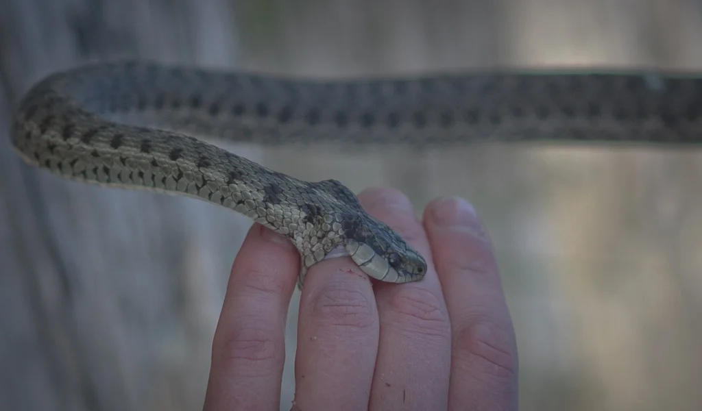 close up hand holding lizard 1